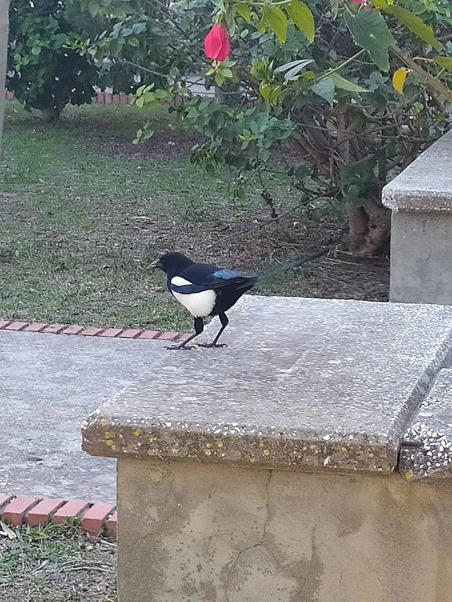 Urraca en Puerto Real. Fotografía de Violeta Collis