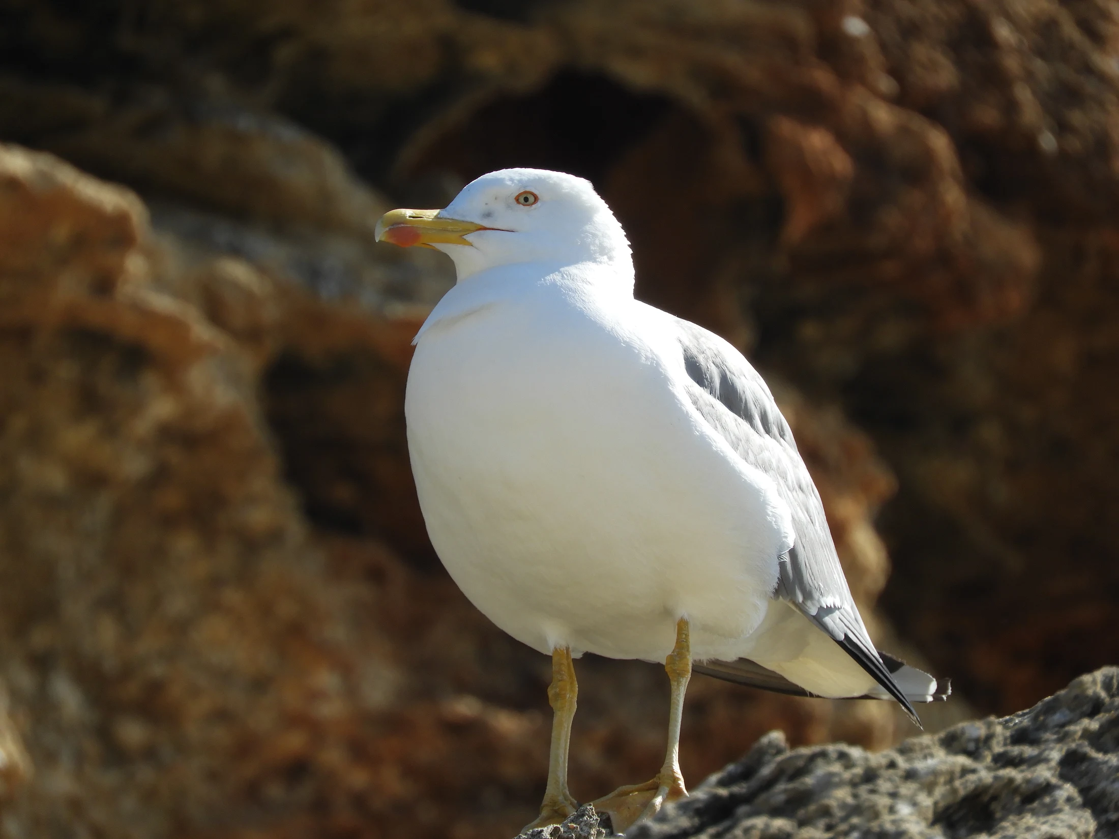 Gaviota patiamarilla en Conil. Fotografía de David Collis Luque