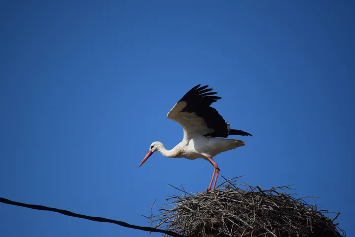 Cigüeña en El Soto, Vejer de la Fra.