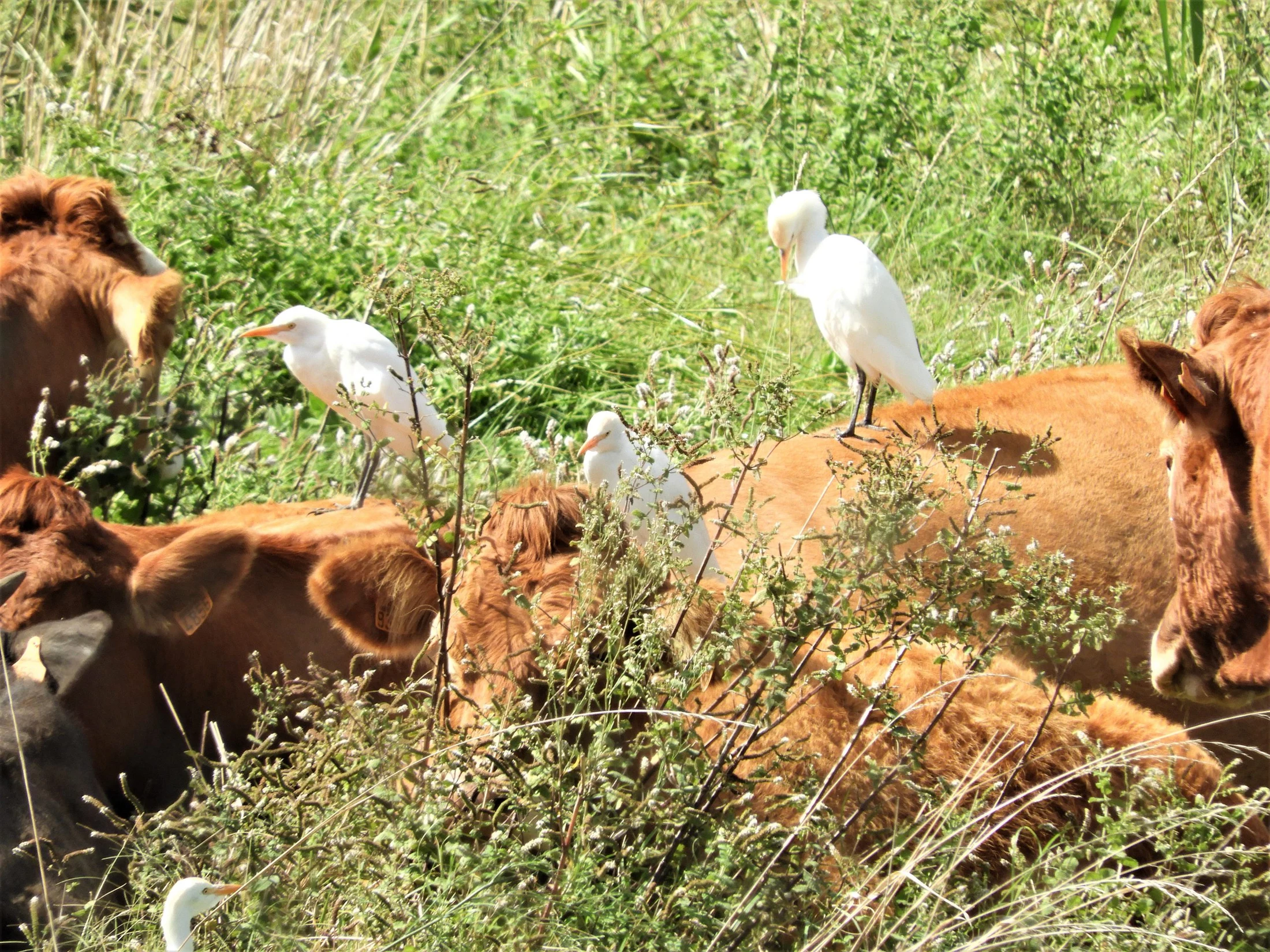 Garzas bueyeras en Vejer de la Fra.. Fotografía de David Collis Luque