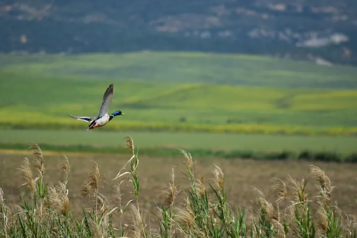 Ánade real hembra en la antigua Laguna de La Janda