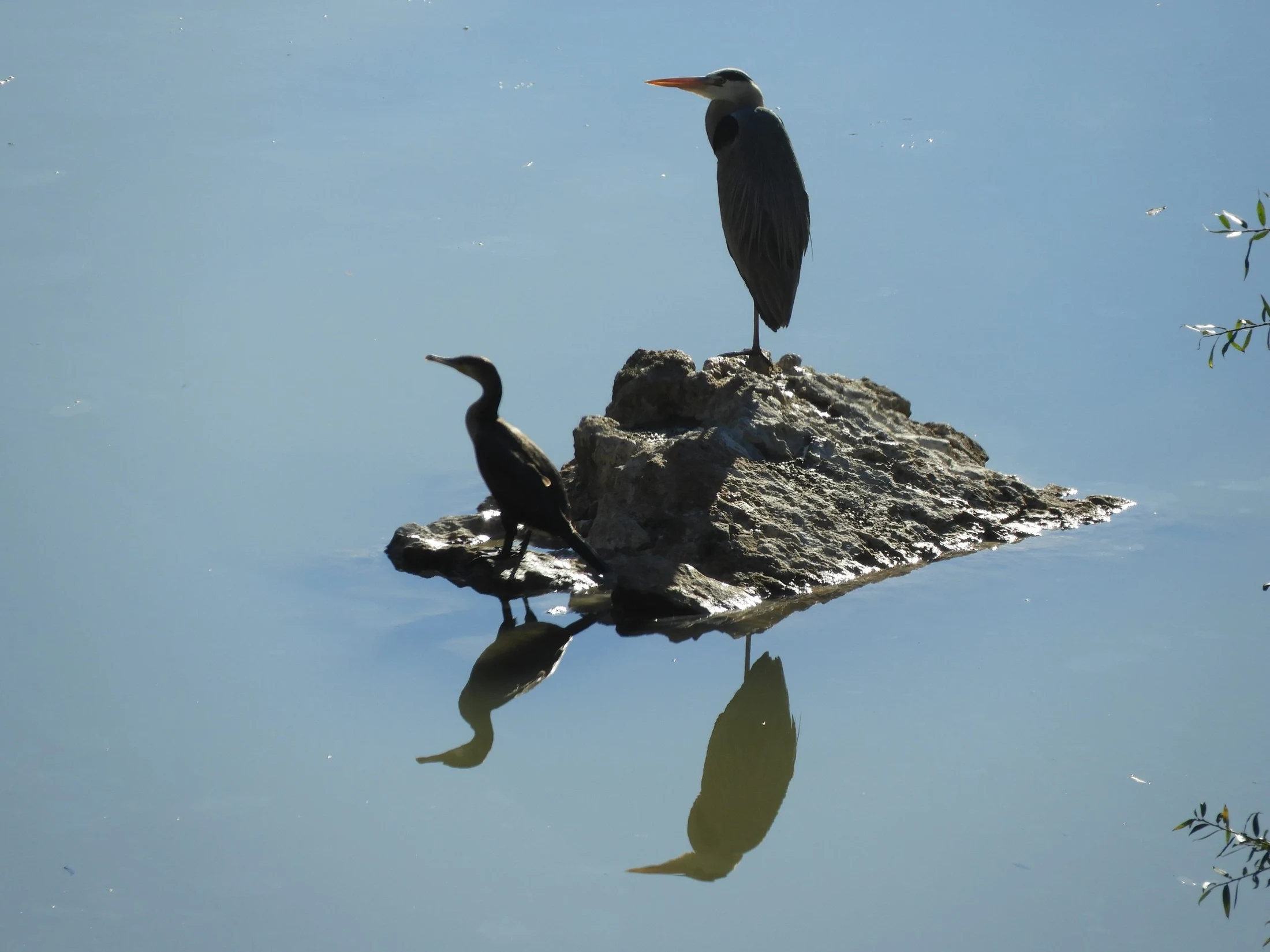 Cormorán y garza real en La Barca de Vejer de la Fra.. Fotografía de David Collis Luque