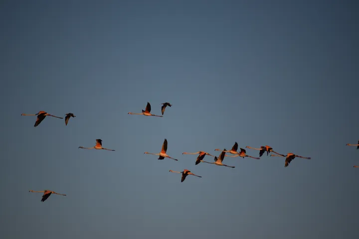 Flamencos en la marisma de Barbate