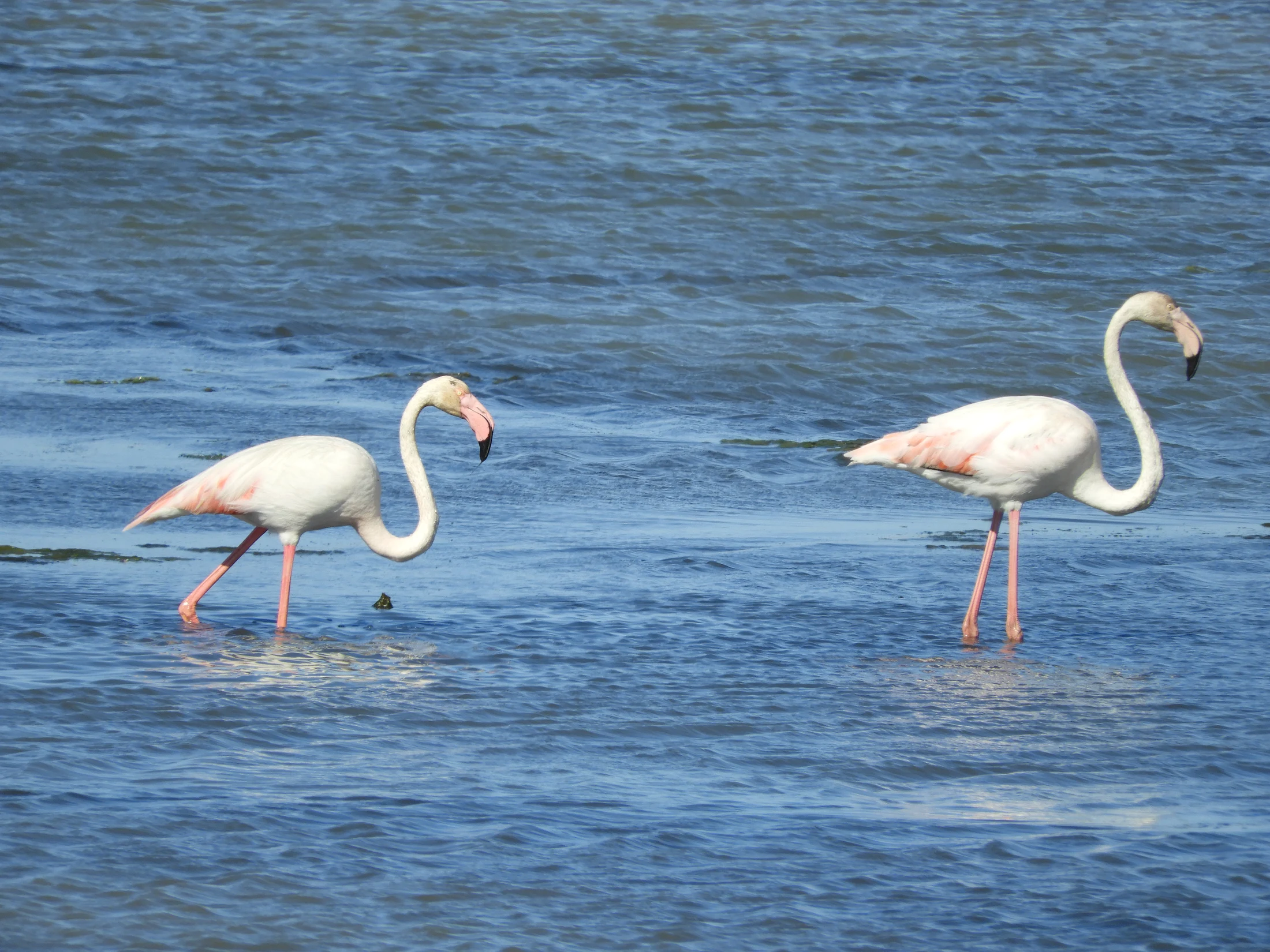Flamencos en la marisma de Barbate. Fotografía de David Collis Luque