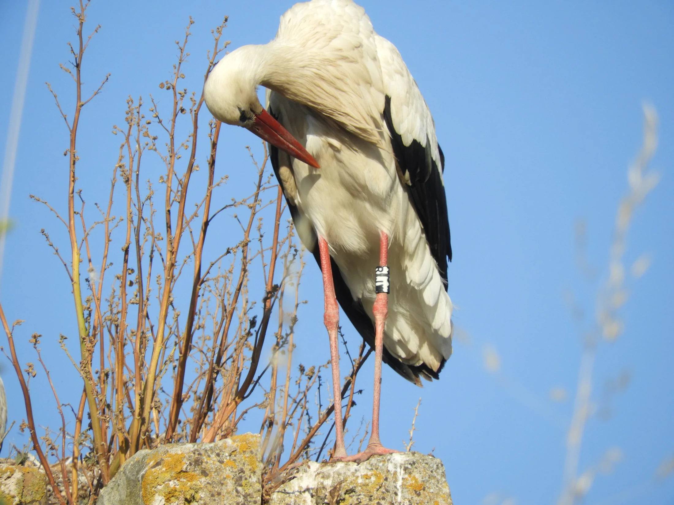 Cigüeña en San Ambrosio ( Vejer de la Fra.). Fotografía de David Collis Luque
