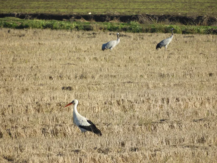 Cigüeña y grullas en la antigua laguna de la Janda