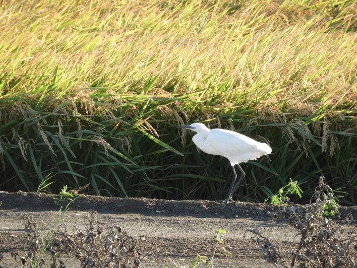 Garceta en la antigua laguna de La Janda