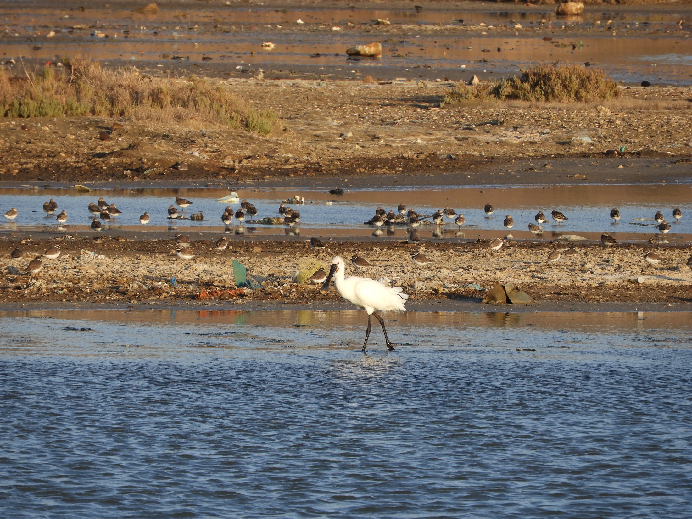 Espátula en las marismas de Barbate. Fotografía de David Collis Luque