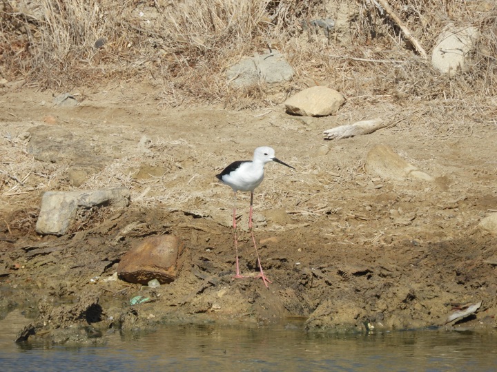 Cigüeñuela en las marismas de Barbate