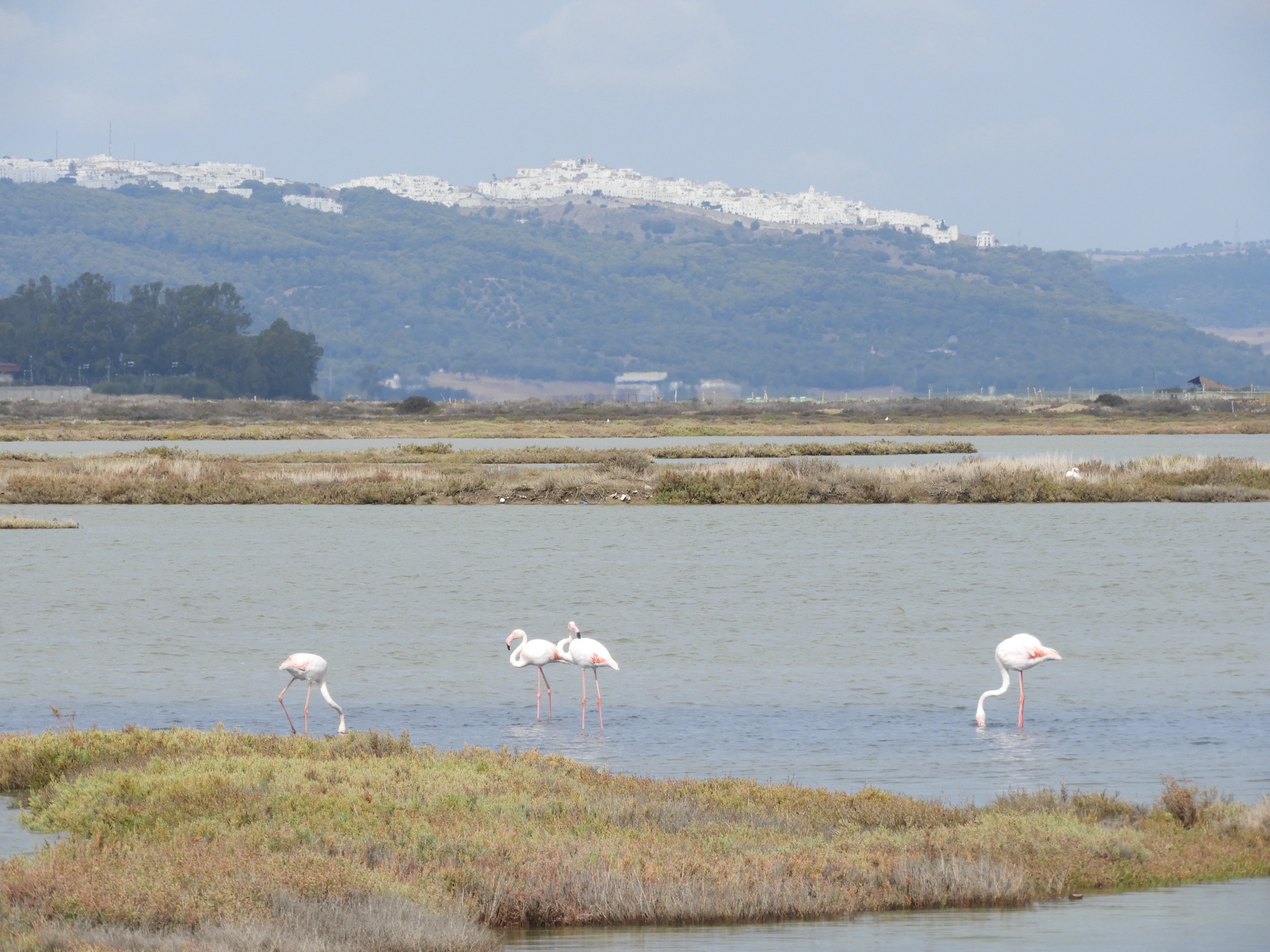 Flamencos en las marismas de Barbate. Fotografía de David Collis Luque