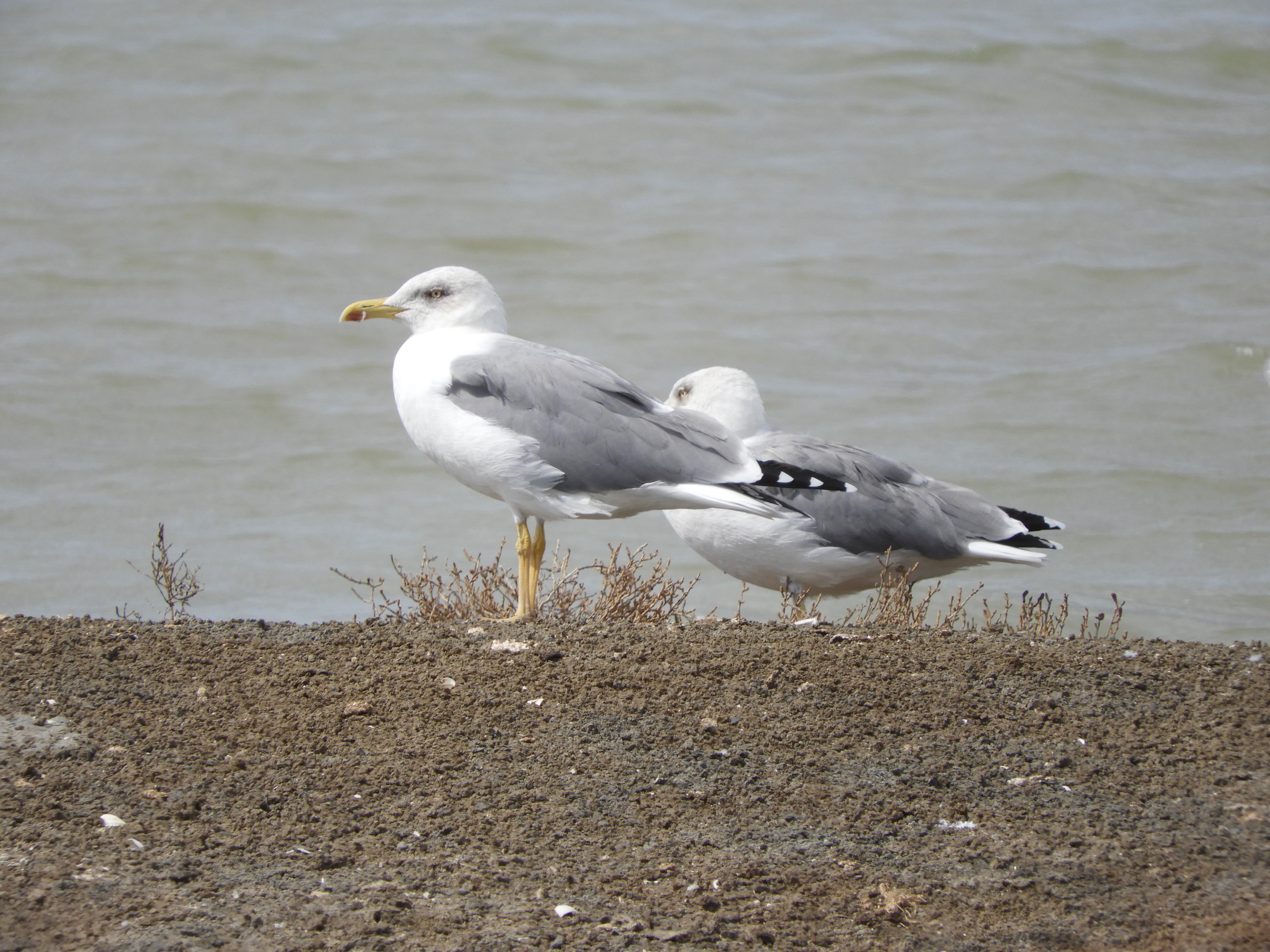 Gaviotas patiamarillas en las marismas de Barbate. Fotografía de David Collis Luque