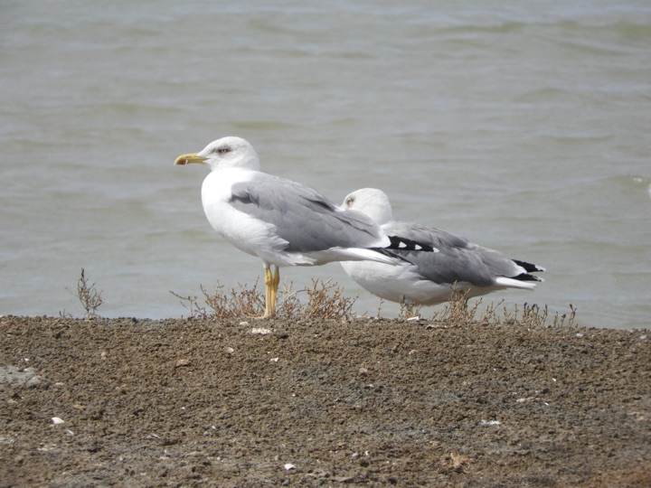 Gaviotas patiamarillas en las marismas de Barbate