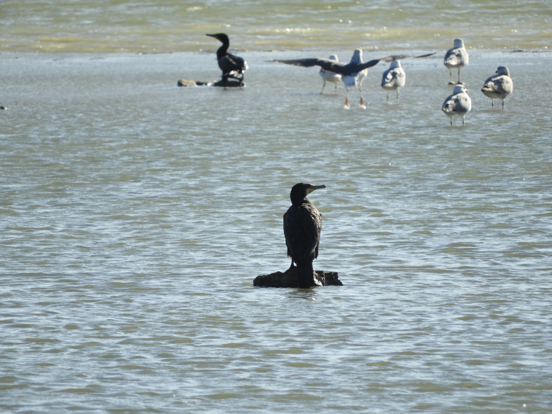 Cormorán en las marismas de Barbate. Fotografía de David Collis Luque