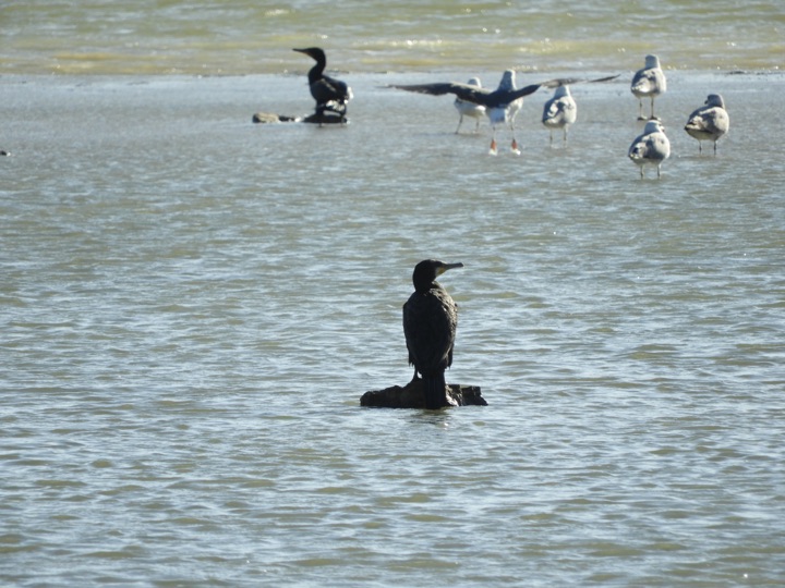 Cormorán en las marismas de Barbate