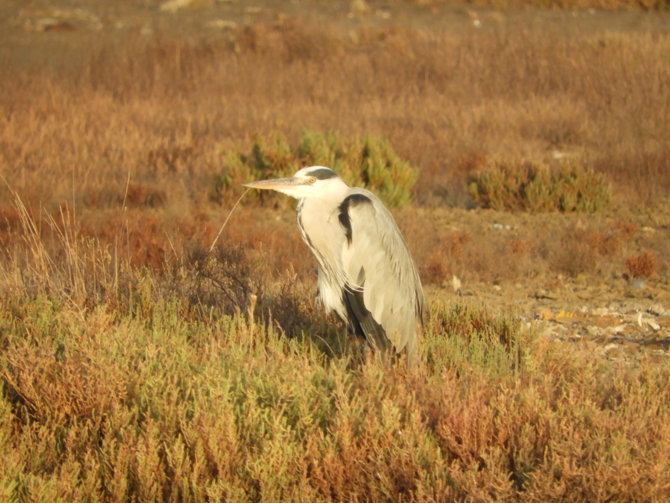 Garza real en las marismas de Barbate. Fotografía de David Collis Luque