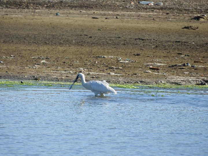 Espátula en las marismas de Barbate