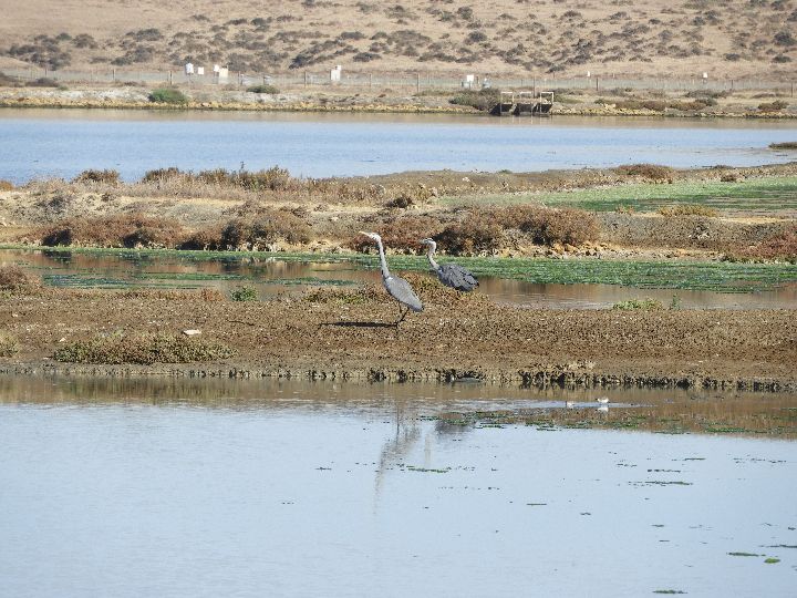 Garzas reales, adulto y juvenil, en las marismas de Barbate.