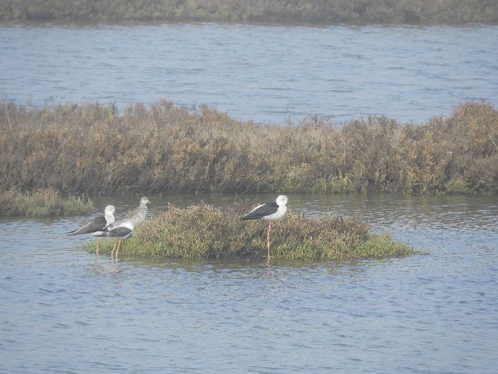 Cigüeñuelas y combatiente en las marismas de Barbate, mañana de niebla.