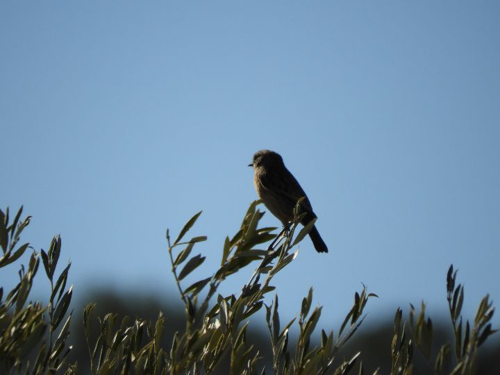 Tarabilla común hembra en Los Naveros ( Vejer de la Fra.)