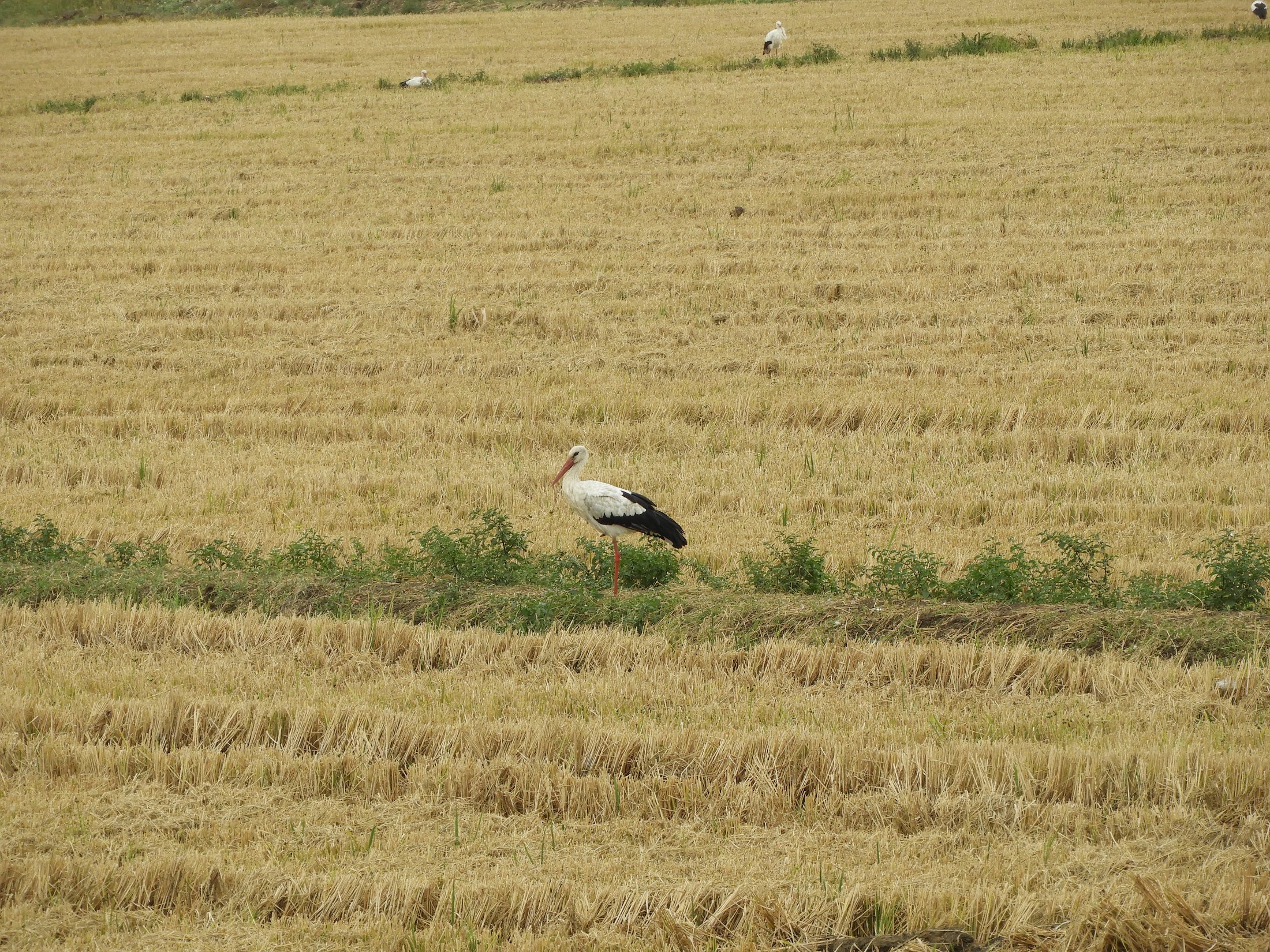 Cigüeña en la antigua laguna de La Janda. Fotografía de David Collis Luque