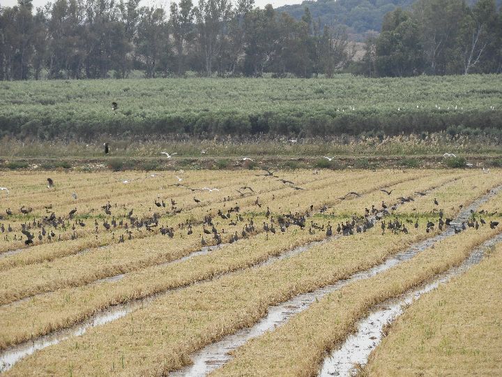 Concentración de moritos en la antigua laguna de La Janda