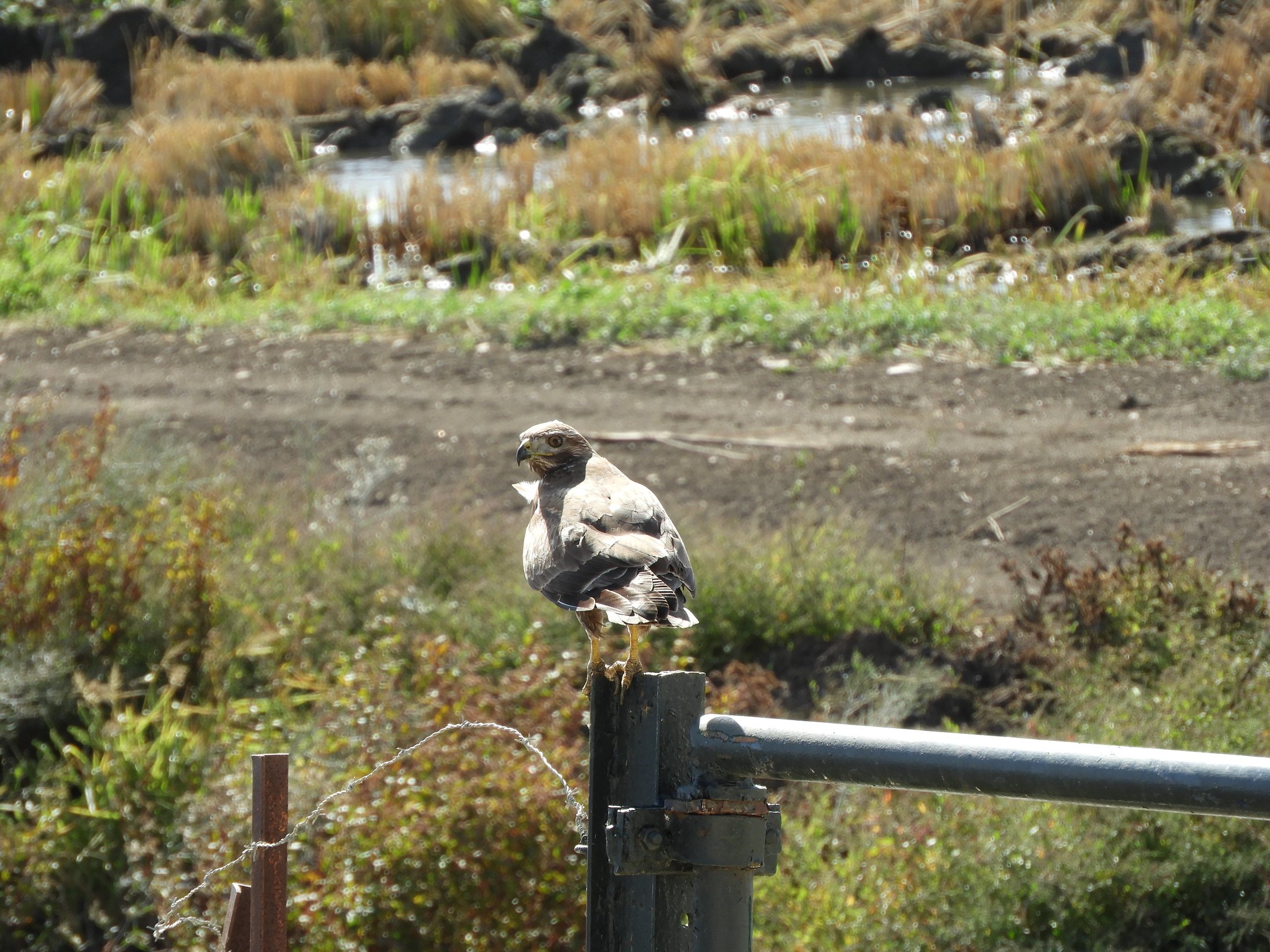 Busardo ratonero en la antigua laguna de La Janda. Fotografía de David Collis Luque