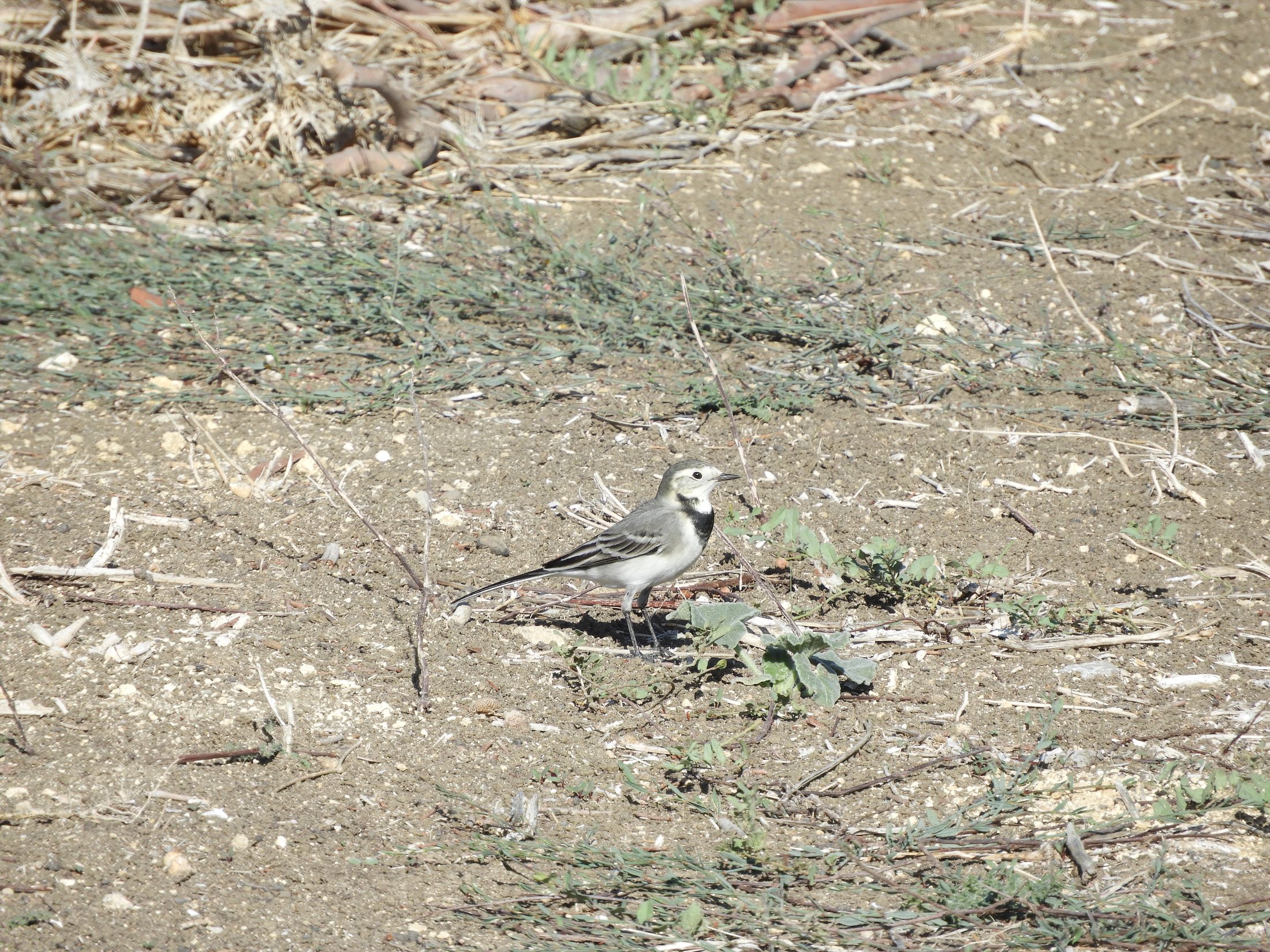 Lavandera blanca en la antigua laguna de La Janda. Fotografía de David Collis Luque