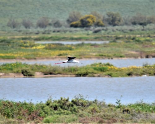Cigüeñuela en la marisma de Barbate