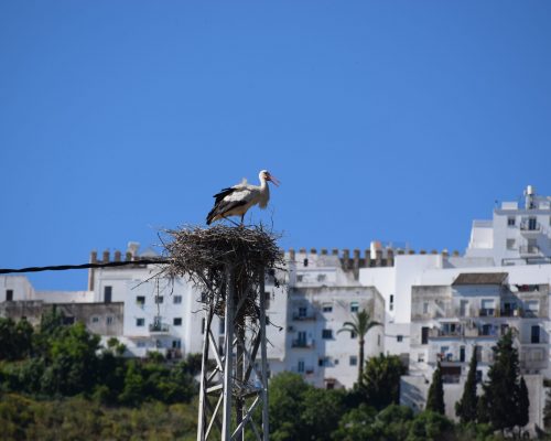 Cigüeña en Vejer de la Fra.