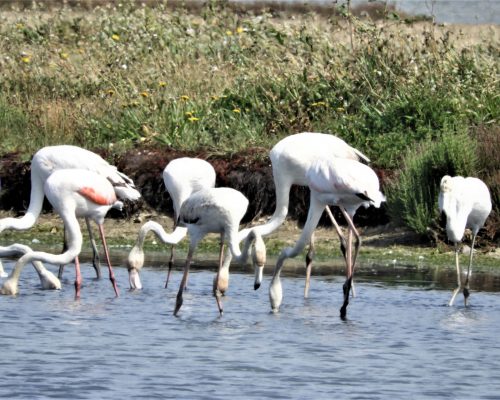 Flamencos en la marisma de Barbate