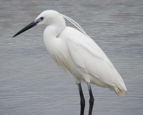 Garza en la marisma de Barbate