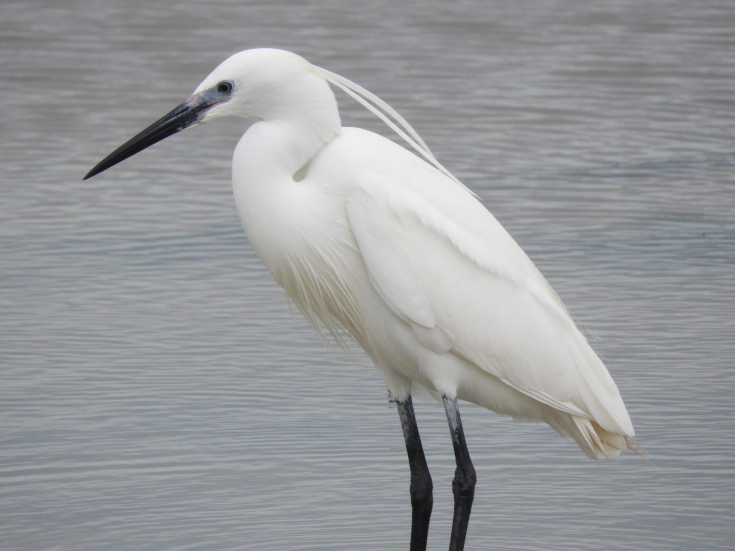 Garza