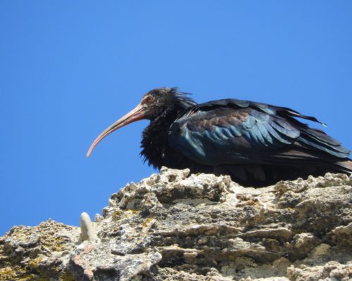 Ibis eremita en la playa El Palmar de Vejer de la Fra.