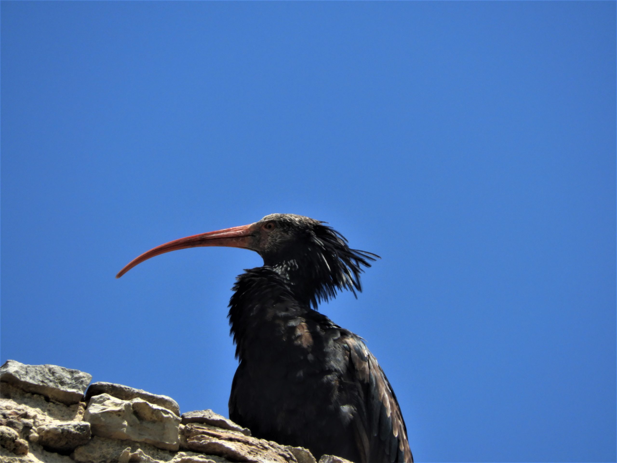 Pico del ibis eremita.