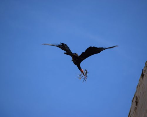 Ibis eremita en la torre de Castilnovo en El Palmar ( Vejer del a Fra.)