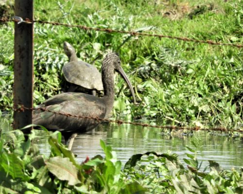 Morito y galápago en la marisma de Barbate