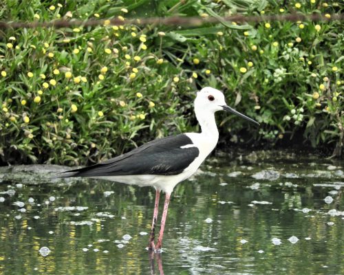 Cigüeñuela en la marisma de Barbate