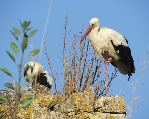 Cigüeñas en San Ambrosio ( Vejer de la Fra.)