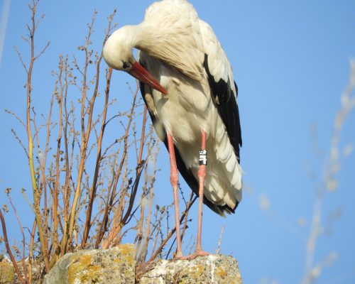 Cigüeña en San Ambrosio ( Vejer de la Fra.)