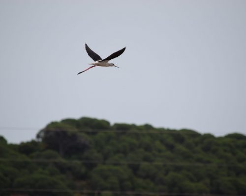 Cigüeñuela en la marisma de Barbate
