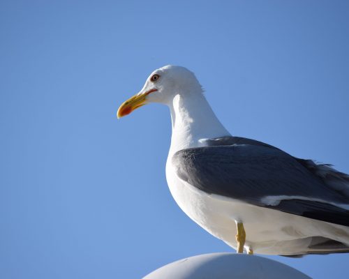 Gaviota en el puerto de Barbate