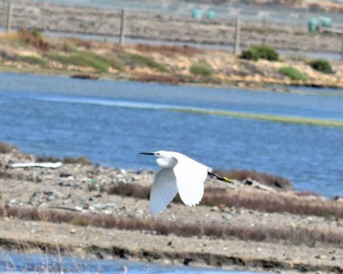 Garza en la marisma de Barbate