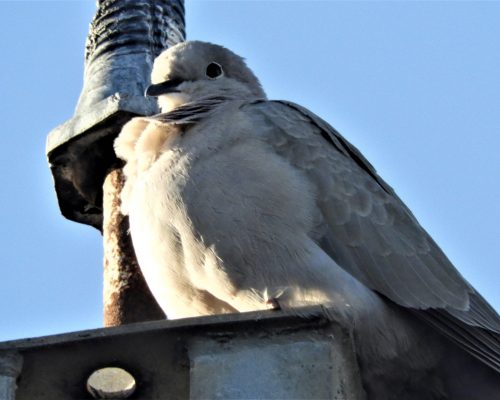Paloma torcaz en Vejer de la Fra.