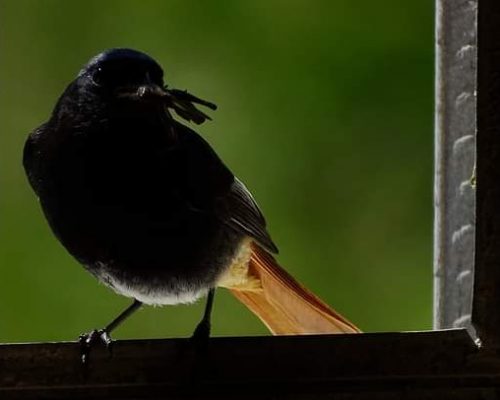 Colirrojo tizón en Galicia