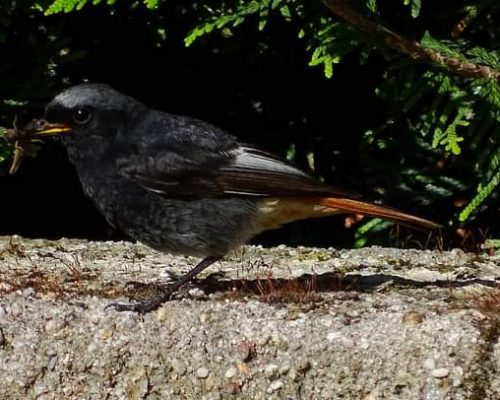 Colirrojo tizón en Galicia