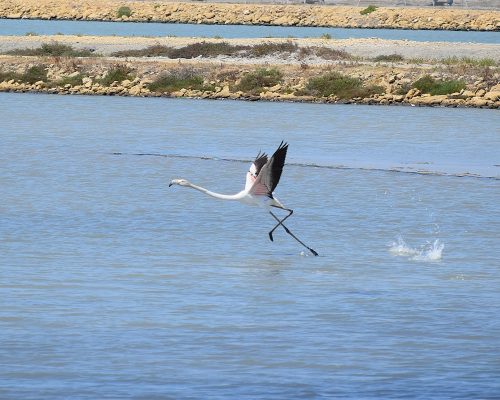 Flamenco en la marisma de Barbate