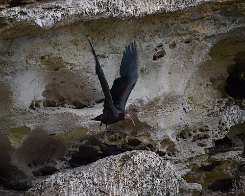 Ibis eremita en La Barca de Vejer de la Fra.