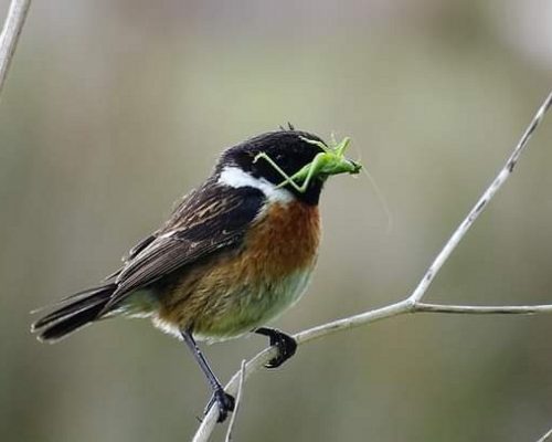 Tarabilla común hembra en Galicia
