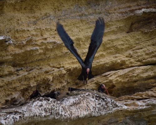 Ibis eremita en La Barca de Vejer de la Fra.