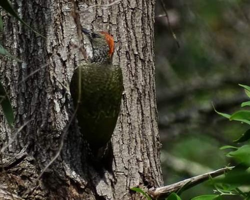 Pito real en Galicia